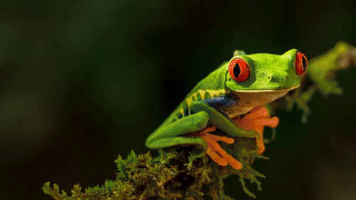 Tomas Gonzalez de Rosenzweig - Dynamic Desktop for Mac - Wildlife