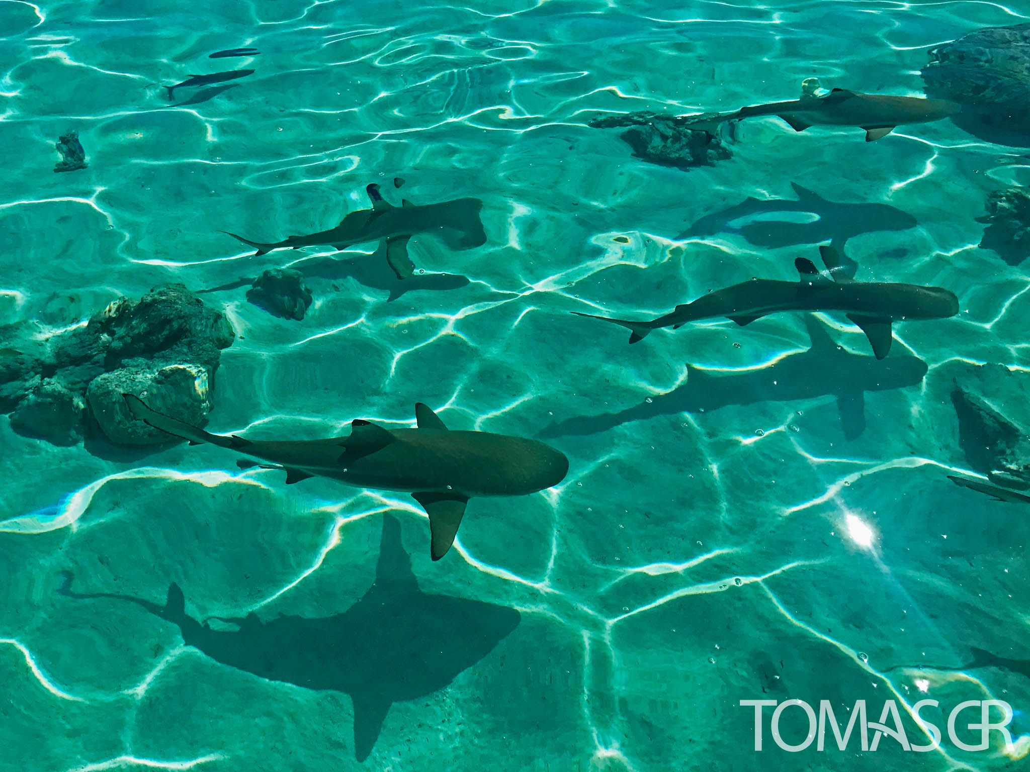 Tomas Gonzalez de Rosenzweig - Sharks in Bora Bora